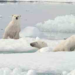 Le nombre dours polaires au Canada diminue de plus en