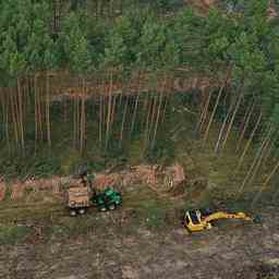 Les produits qui contribuent a la deforestation ne sont plus