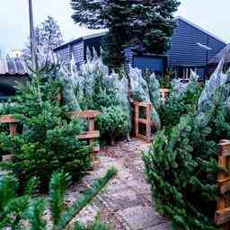 Municipalite de Leiden collecte des sapins de Noel en janvier