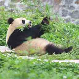 Panda cub Ouwehand savere ne pas etre un garcon mais