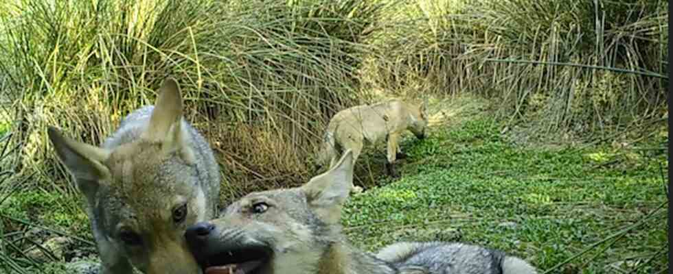 Reponses a vos questions sur le loup De