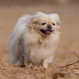 Un chien disparu a retrouve sa famille allemande apres sept