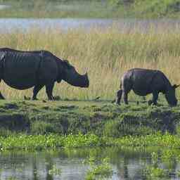 Aucun braconnage de rhinoceros dans lEtat indien dAssam pour la