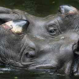 Bonne nouvelle Pas de braconnage de rhinoceros en Assam