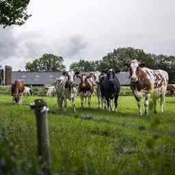 Flevoland voulait parler a Schiphol du rachat des agriculteurs mais