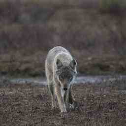 La Suede a commence a chasser le loup La plus