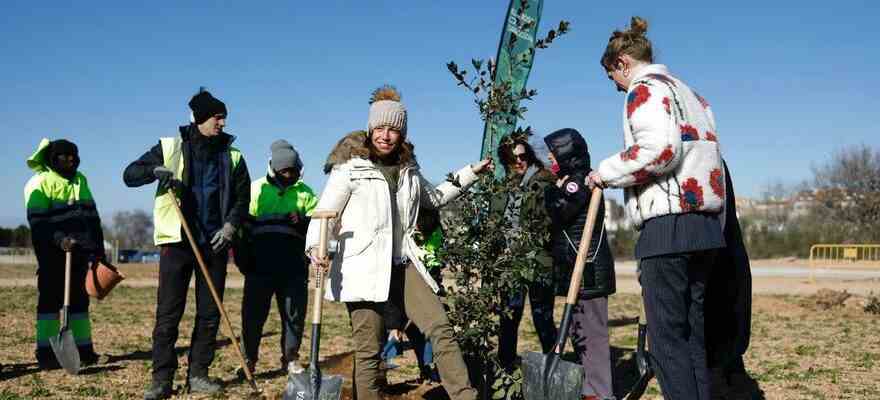 Les protagonistes des Feroz plantent des arbres dans la foret