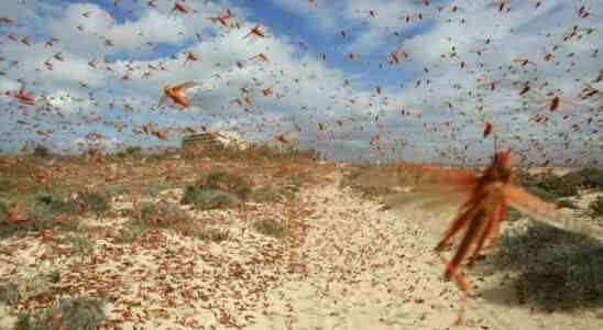 Combien pesent tous les insectes du monde et pourquoi est il