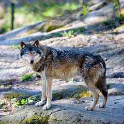 Des chasseurs suedois abattent 54 loups malgre les avis negatifs