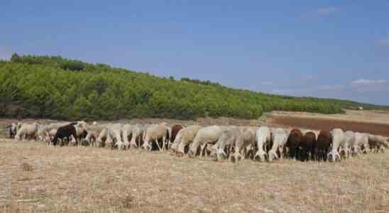 La clavelee immobilise 35 millions danimaux en Castilla La Mancha