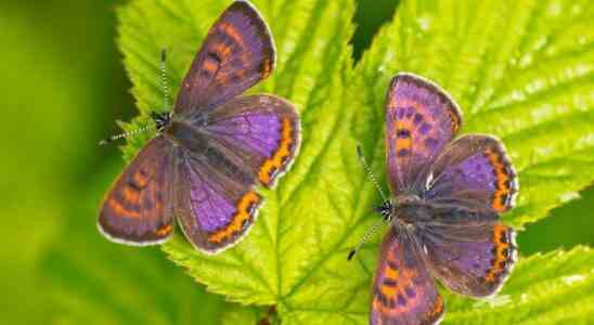 Le petit manteau violet menace elu papillon de lannee 2023