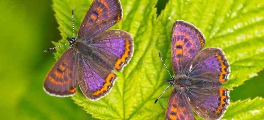 Le petit manteau violet menace elu papillon de lannee 2023