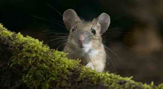Les souris attirent les femelles avec des chants