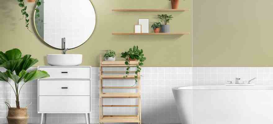 Plantes dinterieur qui absorbent lhumidite dans la salle de bain