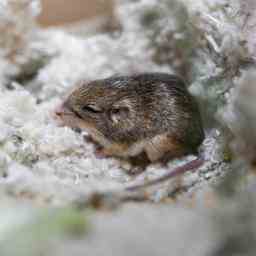 Une petite souris aux Etats Unis est desormais la plus vieille