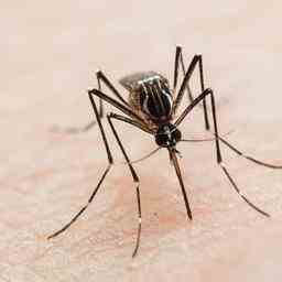 LEquateur veut liberer 100 000 moustiques infertiles pour lutter contre