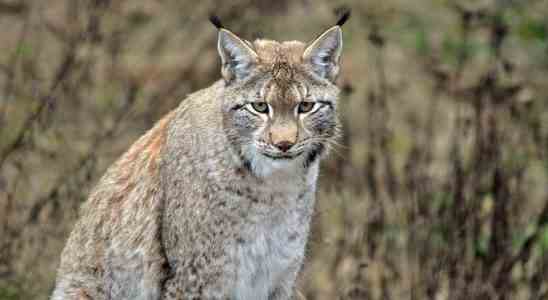 La Suede autorise la plus grande chasse au lynx de