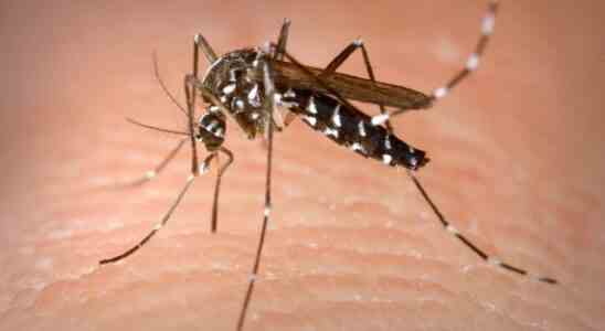 La sante identifie deux epidemies de dengue a Ibiza et