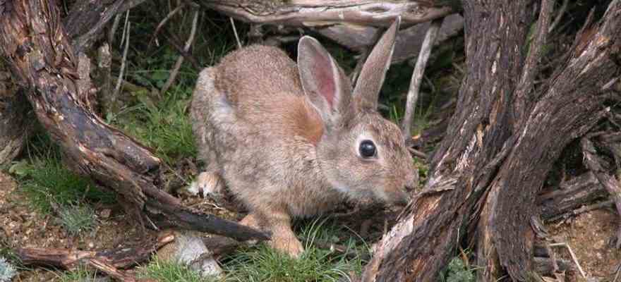Le COAG denonce quun fleau inedit de lapins endommage deja