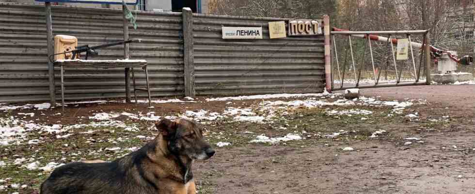 Les chiens vivant pres de la centrale electrique de Tchernobyl