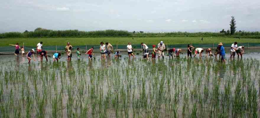 Les emissions de CO2 menacent la production de riz dans