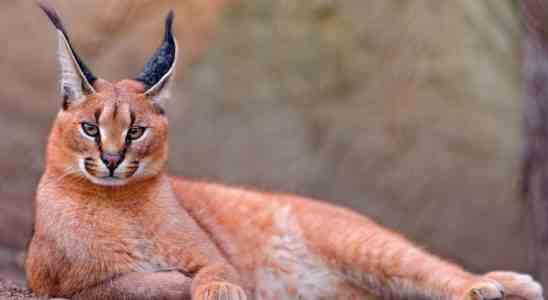 Voici lincroyable caracat hybride entre un lynx dAfrique et un