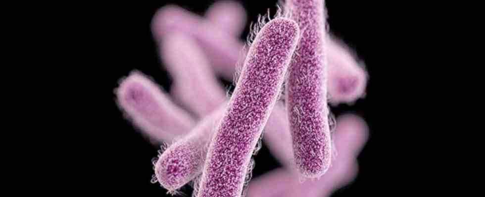 la peur des superbacteries grandit