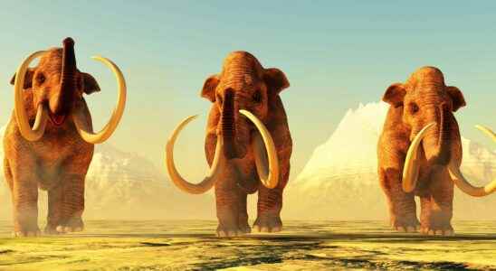 A mammoth tusk discovered at 3000 meters deep