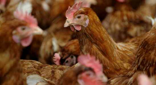 An outbreak of avian influenza discovered in a farm in