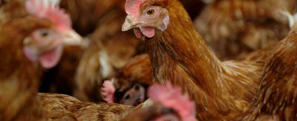 An outbreak of avian influenza discovered in a farm in