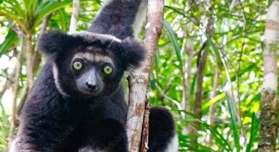 Beasts of science lemurs have rhythm in their skin