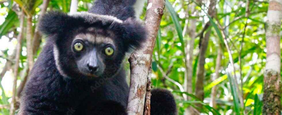 Beasts of science lemurs have rhythm in their skin