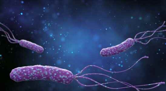 Helicobacter pylori what is it