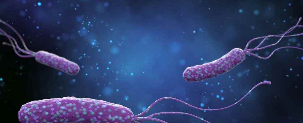 Helicobacter pylori what is it