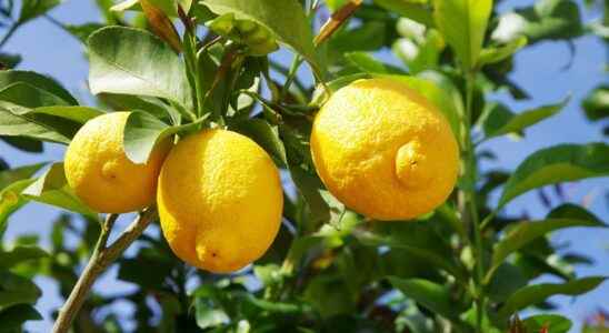 How to maintain a lemon tree in winter