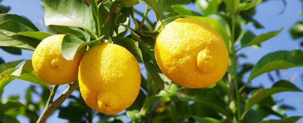 How to maintain a lemon tree in winter