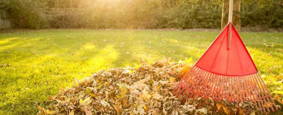 How to maintain your garden in autumn