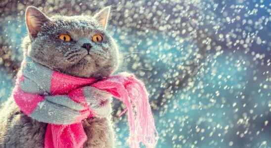 How to protect your cat from the cold