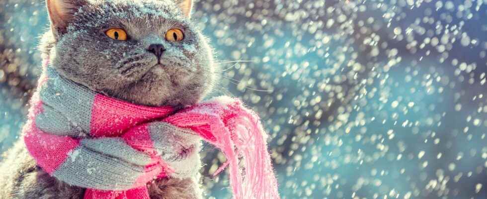 How to protect your cat from the cold