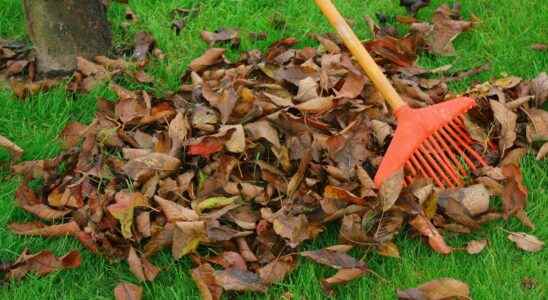 How to recycle dead leaves