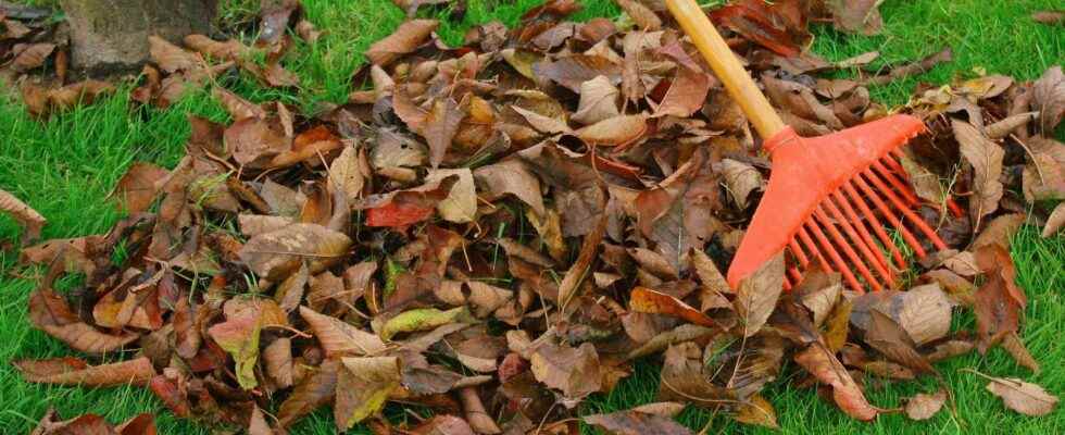 How to recycle dead leaves