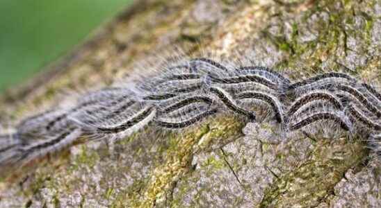 Processionary caterpillars invasions reported in France