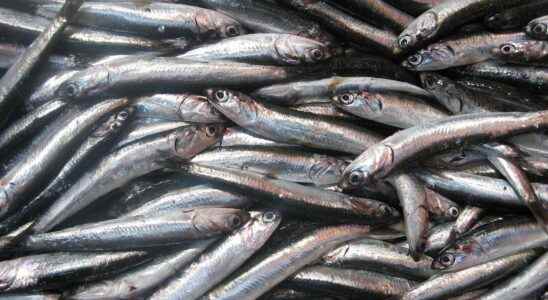 Why do sardines shrink