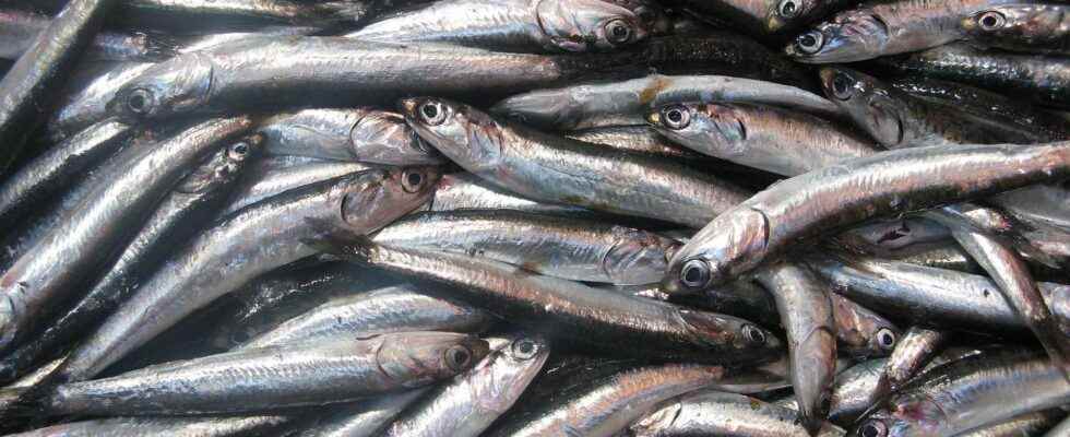 Why do sardines shrink