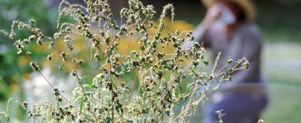 8 gentle solutions against pollen allergy