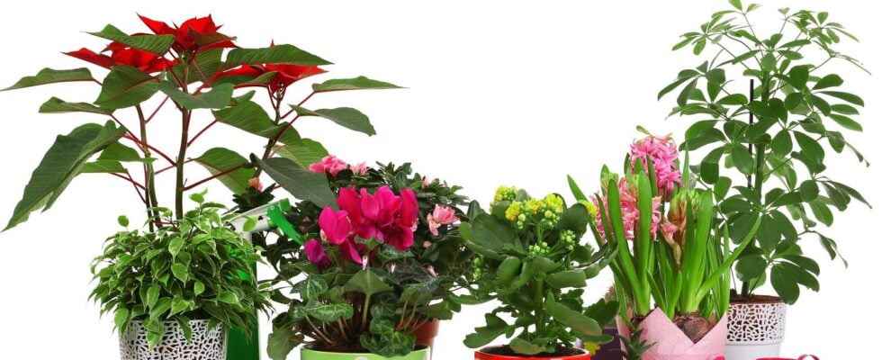 8 tips to help houseplants through the winter