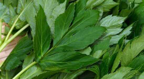 Ashitaba a Japanese plant with anti aging virtues