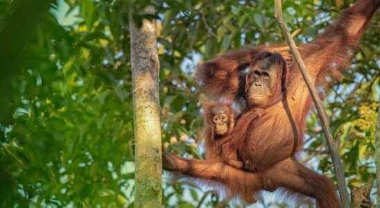 Beasts of science mother orangutans play mistresses with their young