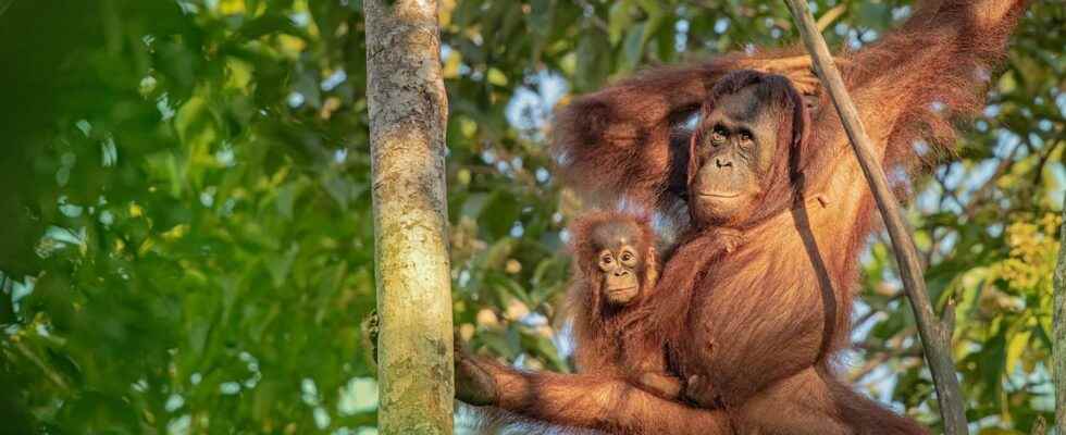 Beasts of science mother orangutans play mistresses with their young