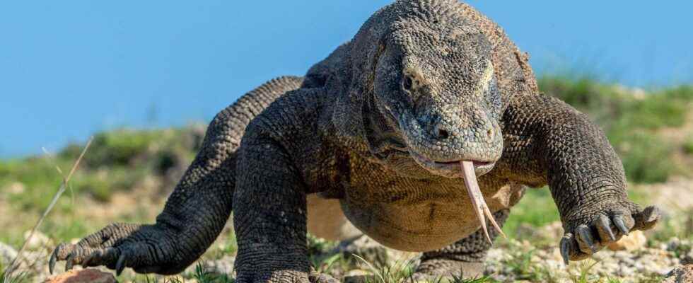 Beasts of science the Komodo Dragon bloodthirsty monster or clever